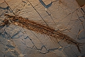 I Fossili di Bolca_37